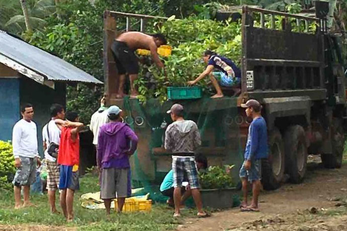 Penahan Project Seedlings